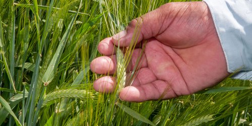 Mantiene Producción para el Bienestar entrega de apoyos a productores, pese a COVID-19