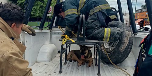 Canino atropellado recibe auxilio y es trasladado para atención veterinaria