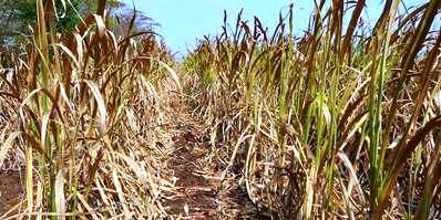 Solicita Marco Gama que la Huasteca se declare como zona de desastre