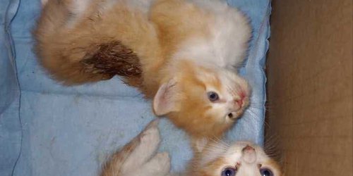 Grupo GIRA rescata dos gatitos con heridas provocadas  por gusano barrenador