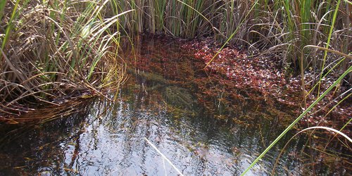 En Febrero de 2024 SLP será sede Nacional del Día de los Humedales