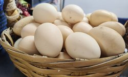 Productores locales apuestan por huevo orgánico en el Mercado Colón