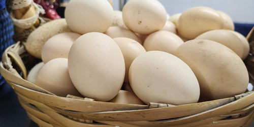 Productores locales apuestan por huevo orgánico en el Mercado Colón