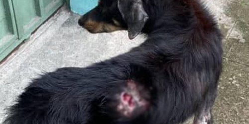 Alertan por presencia del gusano barrenador en mascotas