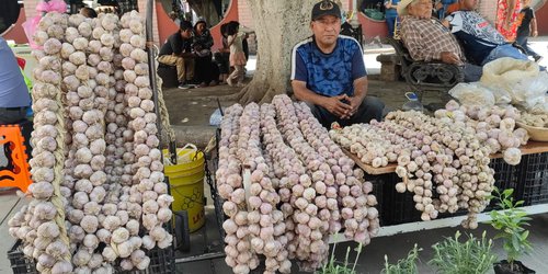 Ajo de Ahualulco impulsa economía regional y llega a Rioverde con venta directa