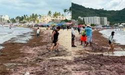 Arribo masivo de sargazo a playa de Rincón de Guayabitos, en Nayarit.