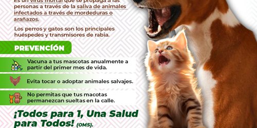 SLP, 19 años  sin rabia en humanos