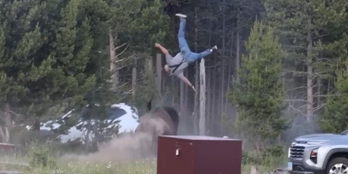 Bisonte lanza por los aires a hombre en Yellowstone, EU; la víctima sufrió heridas graves