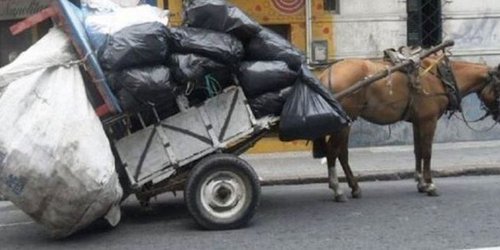 Aprueban multas por usar animales en recolección de residuos en SLP