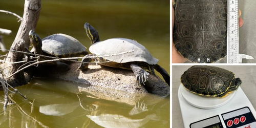 Compuesto usado en plásticos causa daño genético en tortugas de agua dulce.