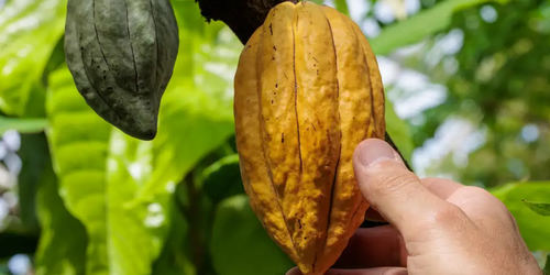 Cuatro linajes inéditos de cacao emergen de fincas peruanas.