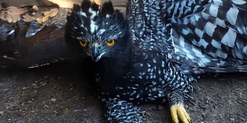 Detectan por primera vez al águila tirana en la Sierra Gorda.
