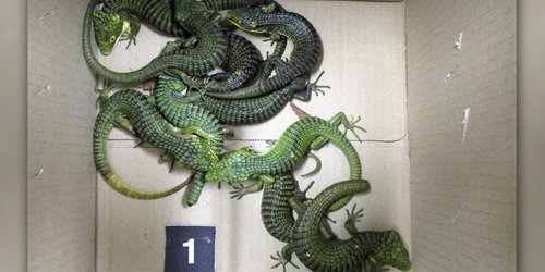 Detienen a mexicano en Japón con 200 lagartos ocultos en calcetines dentro de su maleta.