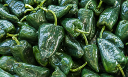 El chile poblano se encarece hasta 105 pesos por kilo en esta temporada de Chiles en Nogada.
