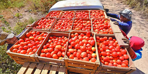 Jitomate, papa y tomate verde: los alimentos que más encarecieron la vida en Febrero.