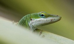Evolución extrema: los animales que se transforman a gran velocidad para sobrevivir.