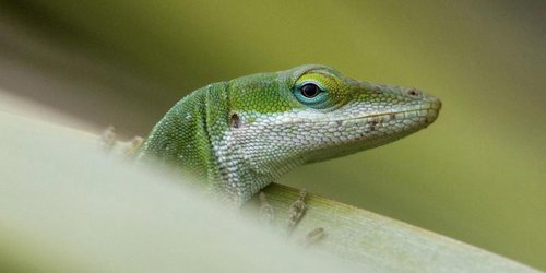 Evolución extrema: los animales que se transforman a gran velocidad para sobrevivir.