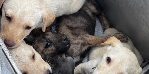 Hoy es el Día Mundial del Perro