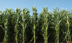 Las plantas de maíz se comunican entre sí para defenderse cuando están muy juntas