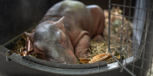 Hipopótamo recién nacido solo y desnutrido es rescatado en Colombia.