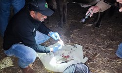 Detectan posible caso de gusano barrenador en San Ciro