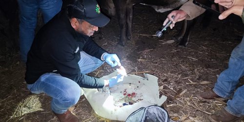 Detectan posible caso de gusano barrenador en San Ciro