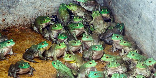 Buscan impulsar producción de rana toro en Rioverde