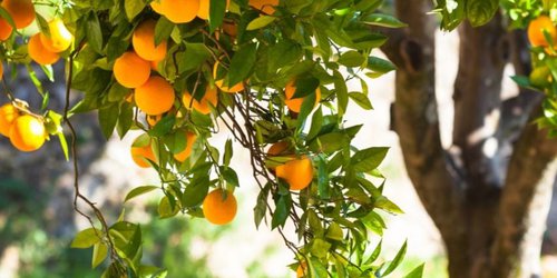 Productores de naranja enfrentan crisis por bajos precios y desigualdad en el mercado