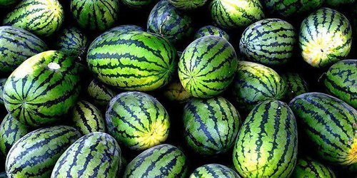 Productores de sandía enfrentan pérdidas por bajos precios en el campo