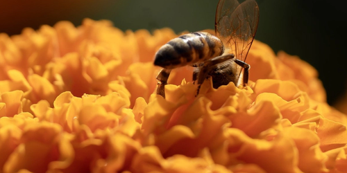 Inédito: analizará SCJN reconocer a las abejas como sujetos de derechos.