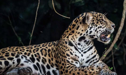 Captan en video a jaguar a 200 metros de zona arqueológica de Tulum; autoridades destacan acciones de conservación.