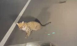 Jaguar sobrevive tras ser arrollado en carretera de Quintana Roo.