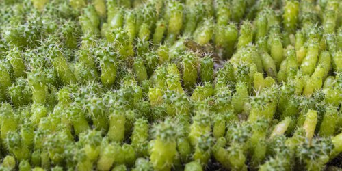 Gobierno y la UASLP plantarán un millón de cactáceas