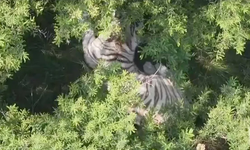 Localizan a tigre de Bengala blanco que se escapó de un refugio en Tepetlaoxtoc, Edomex.
