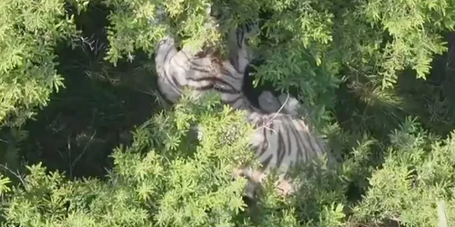 Localizan a tigre de Bengala blanco que se escapó de un refugio en Tepetlaoxtoc, Edomex.