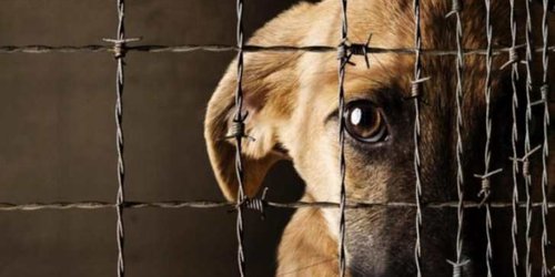 Proponen castigar reincidencia en maltrato animal