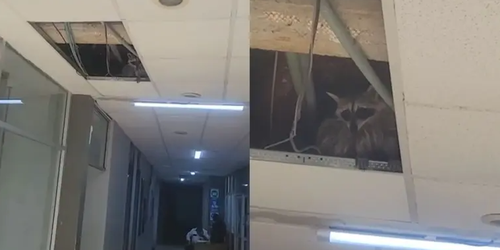 Capturan un Mapache en Clínica Hospital del ISSSTE en Reynosa; Estaba Entre los Plafones.