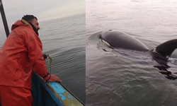 Pescadores de Coronel protagonizan emocionante rescate de una orca: "Ellas nos vinieron a buscar".