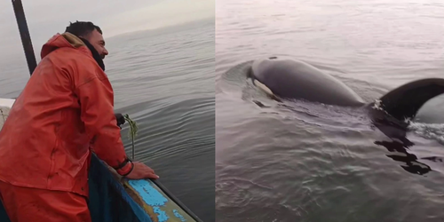 Pescadores de Coronel protagonizan emocionante rescate de una orca: "Ellas nos vinieron a buscar".