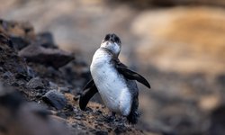 'Por el fenómeno de El Niño, va a haber pingüinos de Galápagos que no van a sobrevivir'.
