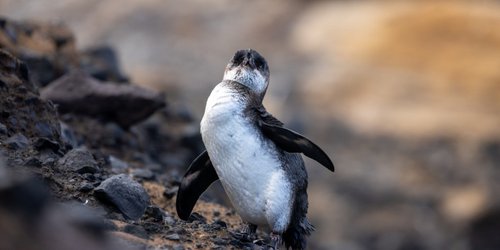'Por el fenómeno de El Niño, va a haber pingüinos de Galápagos que no van a sobrevivir'.