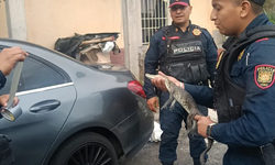 Policías rescatan a un caimán hallado dentro de una vivienda en Álvaro Obregón.