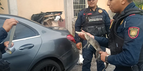 Policías rescatan a un caimán hallado dentro de una vivienda en Álvaro Obregón.