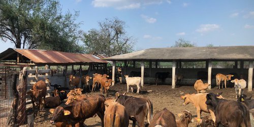 Sale segundo embarque de ganado potosino a Texas