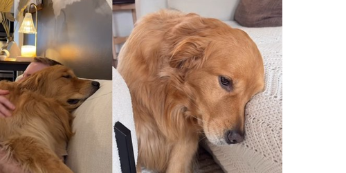 Wally, el perro viral que se emociona demasiado: nació durante la pandemia y desarrolló una sensibilidad aguda.