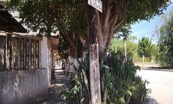 Llamado colectivo a regar árboles urbanos y rurales, porque no tienen humedad