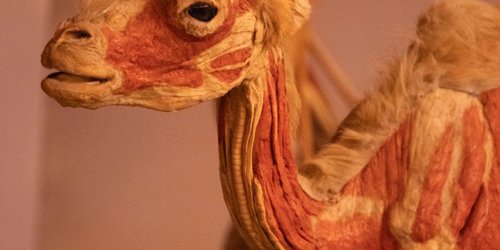 Gran Noche astronómica en Museo Laberinto