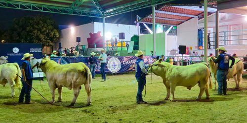 Realizan con éxito muestra de ganado Charbray en la Fenapo