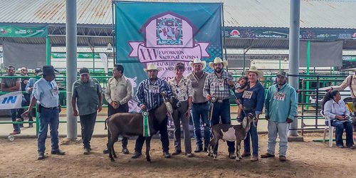 Impulsa Gobierno Estatal la caprinocultura sin límites