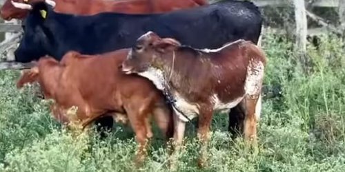 Nacen sementales de alta calidad genética en comunidad de Calabaza